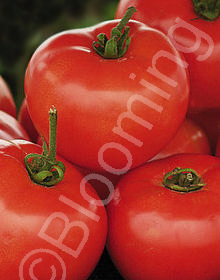 Solanum lycopersicum 'Beefsteak'
